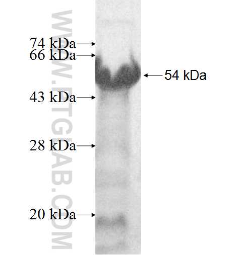 EPYC fusion protein Ag9929 SDS-PAGE