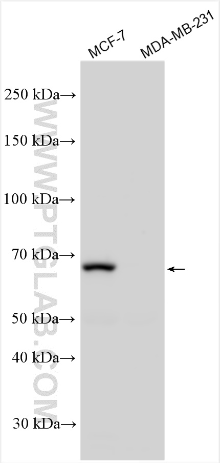 WB analysis using 20698-1-AP