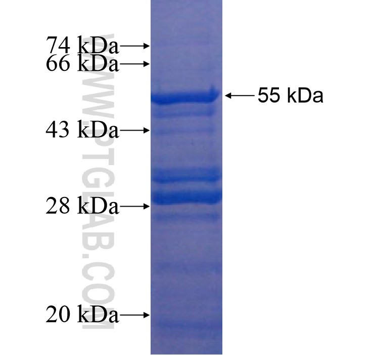 ER fusion protein Ag15738 SDS-PAGE