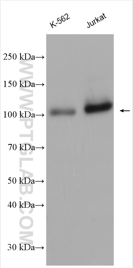 WB analysis of K-562 using 13821-1-AP