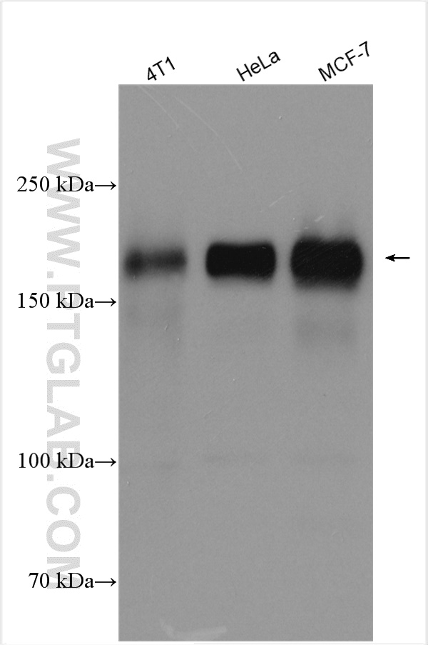 WB analysis using 18299-1-AP