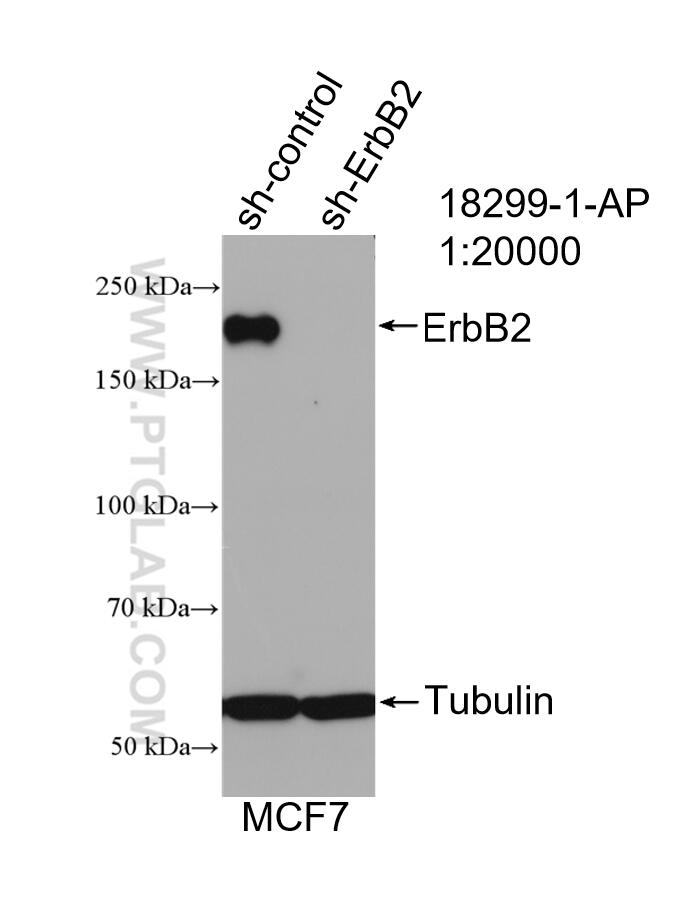 WB analysis of MCF-7 using 18299-1-AP