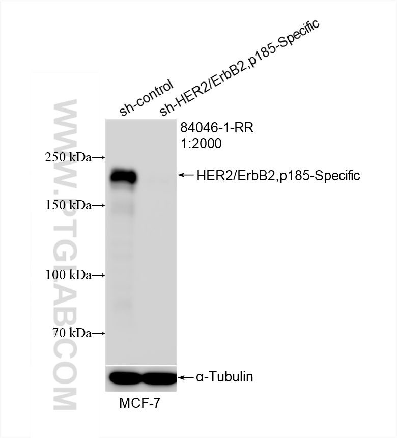 WB analysis of MCF-7 using 84046-1-RR