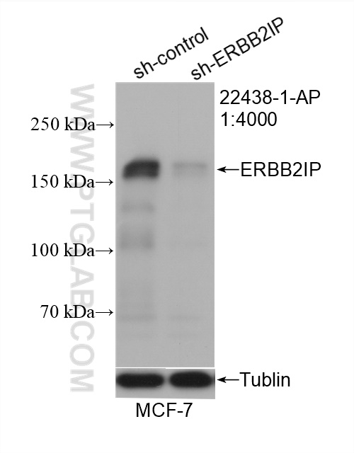 WB analysis of MCF-7 using 22438-1-AP