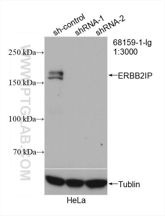 WB analysis of HeLa using 68159-1-Ig (same clone as 68159-1-PBS)