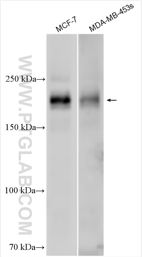 WB analysis using 30452-1-AP