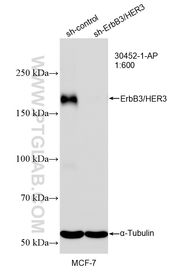 WB analysis of MCF-7 using 30452-1-AP
