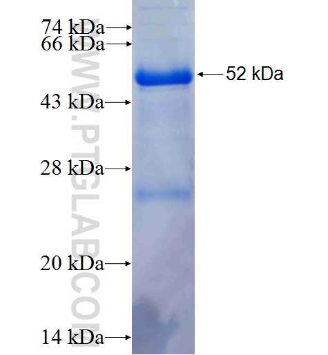 ERBB3 fusion protein Ag0215 SDS-PAGE