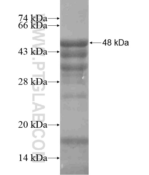 ERBB4 fusion protein Ag19064 SDS-PAGE