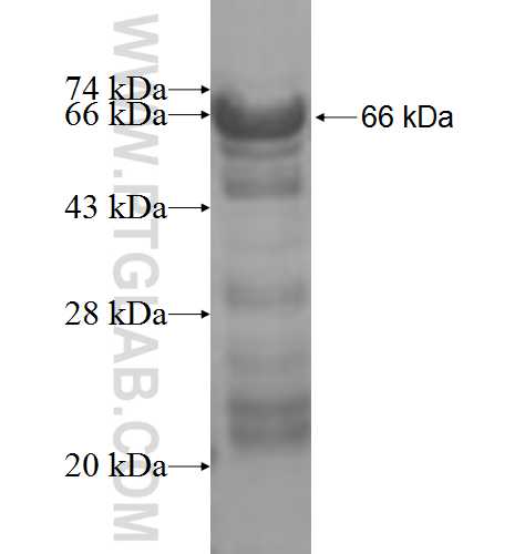 ERCC1 fusion protein Ag6112 SDS-PAGE