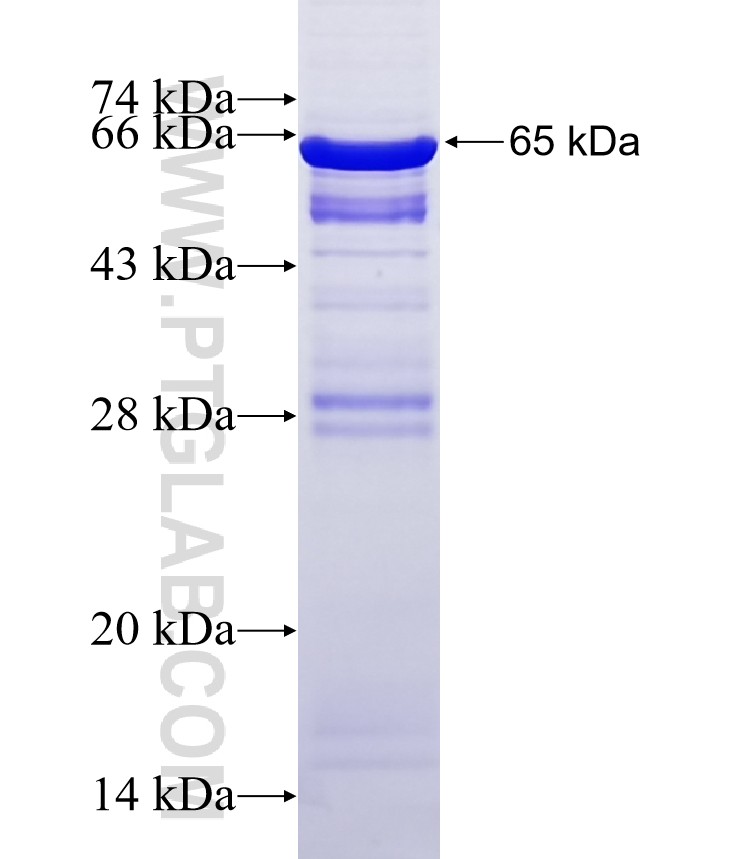 ERCC1 fusion protein Ag6112 SDS-PAGE