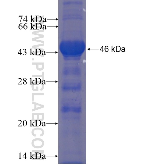 ERCC1 fusion protein Ag6417 SDS-PAGE