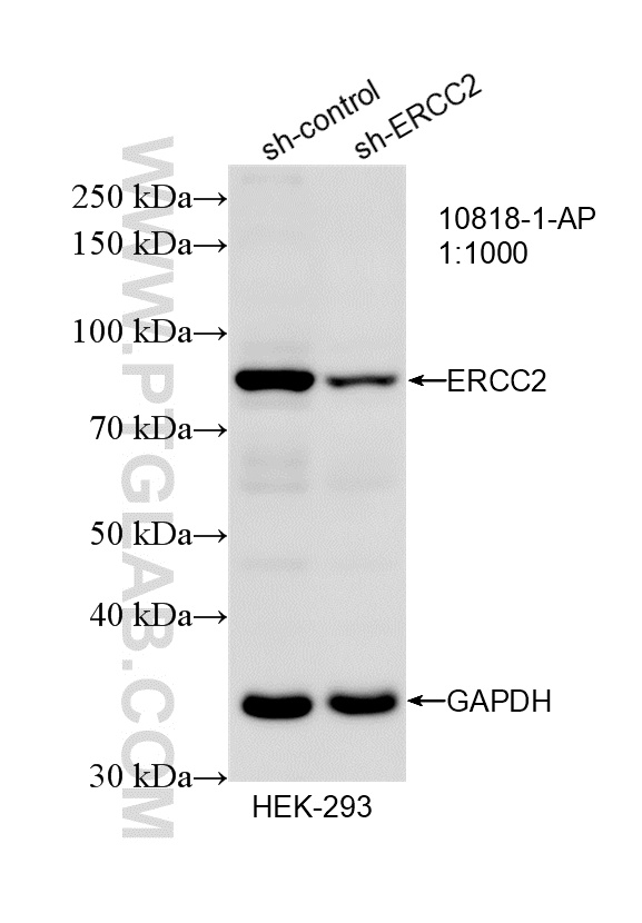 WB analysis of HEK-293 using 10818-1-AP