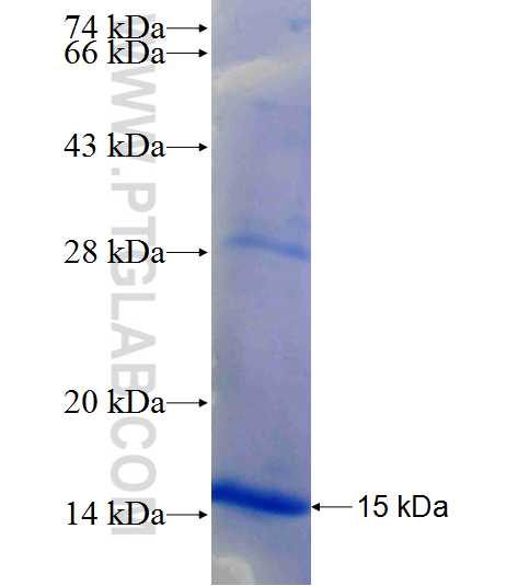 ERCC4 fusion protein Ag26146 SDS-PAGE ERCC4 fusion protein Ag26146 SDS-PAGE