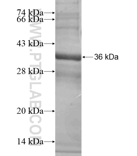 EREG fusion protein Ag18693 SDS-PAGE