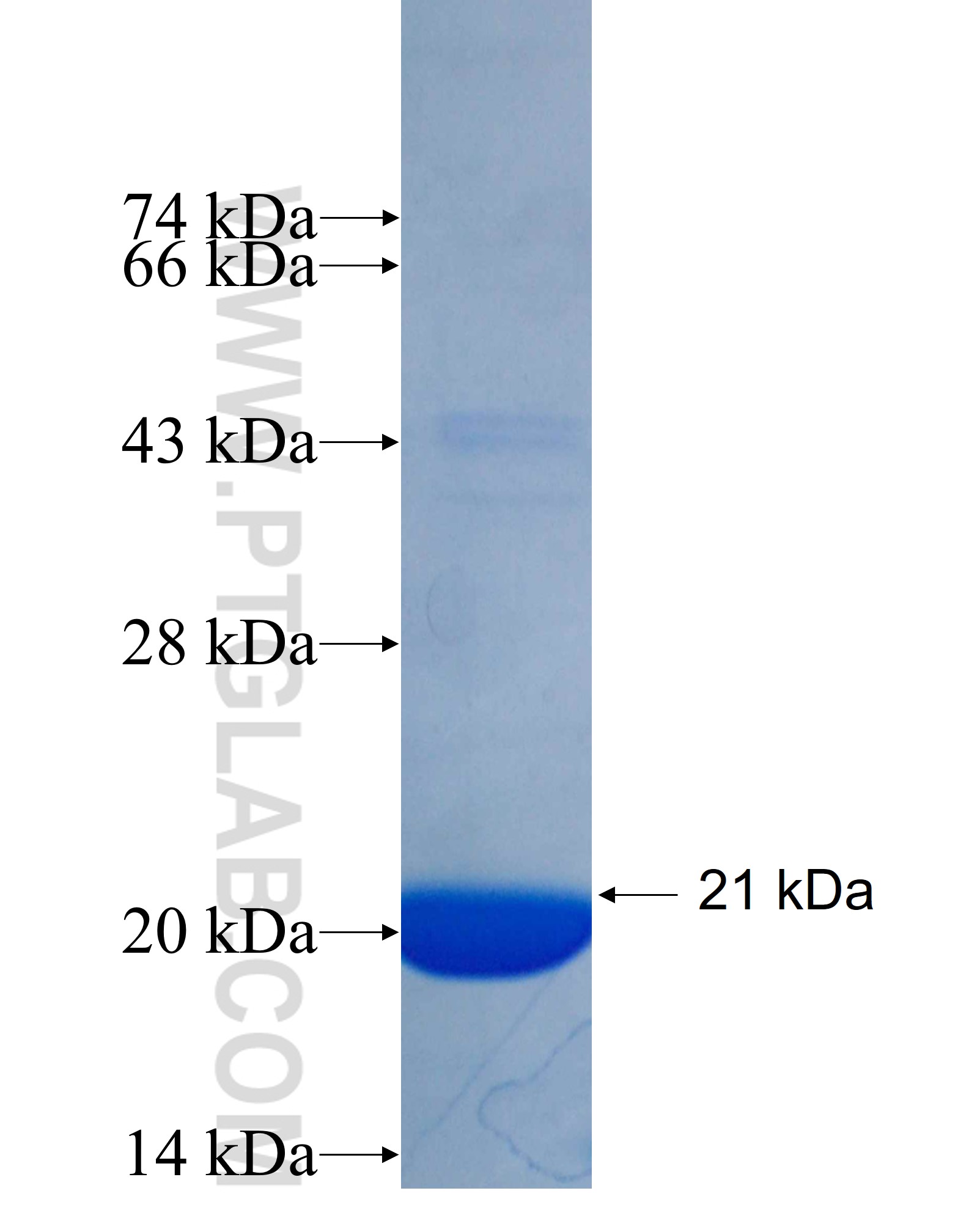 ERG fusion protein Ag26031 SDS-PAGE