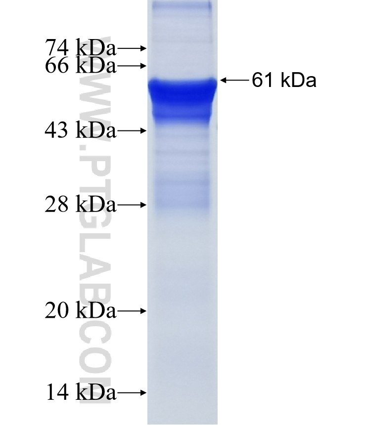 ERG fusion protein Ag6402 SDS-PAGE ERG fusion protein Ag6402 SDS-PAGE