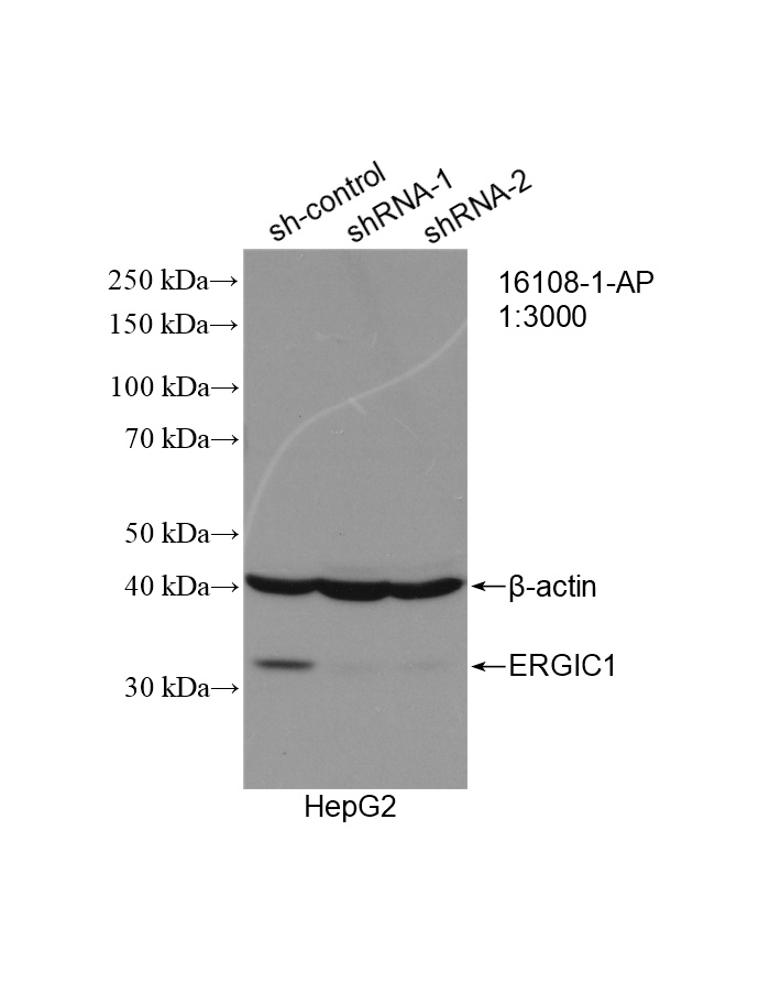 WB analysis of HepG2 using 16108-1-AP