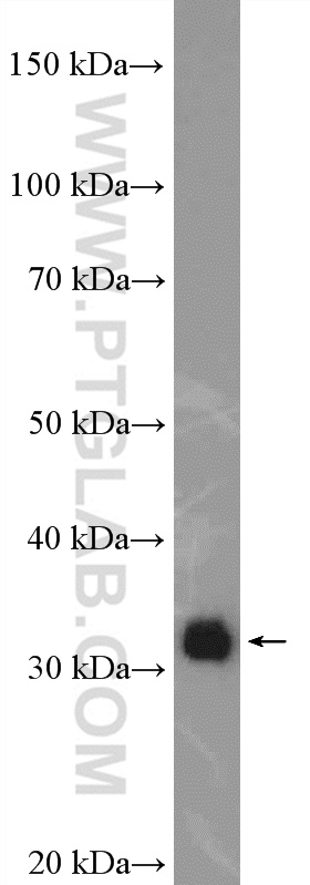 WB analysis of HepG2 using 16108-1-AP