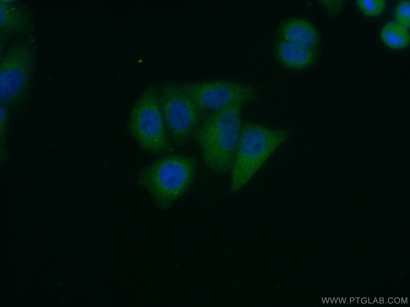 IF Staining of HepG2 using 11927-1-AP