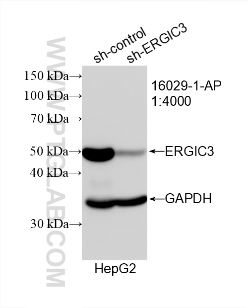 WB analysis of HepG2 using 16029-1-AP