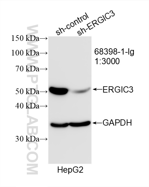 WB analysis of HepG2 using 68398-1-Ig