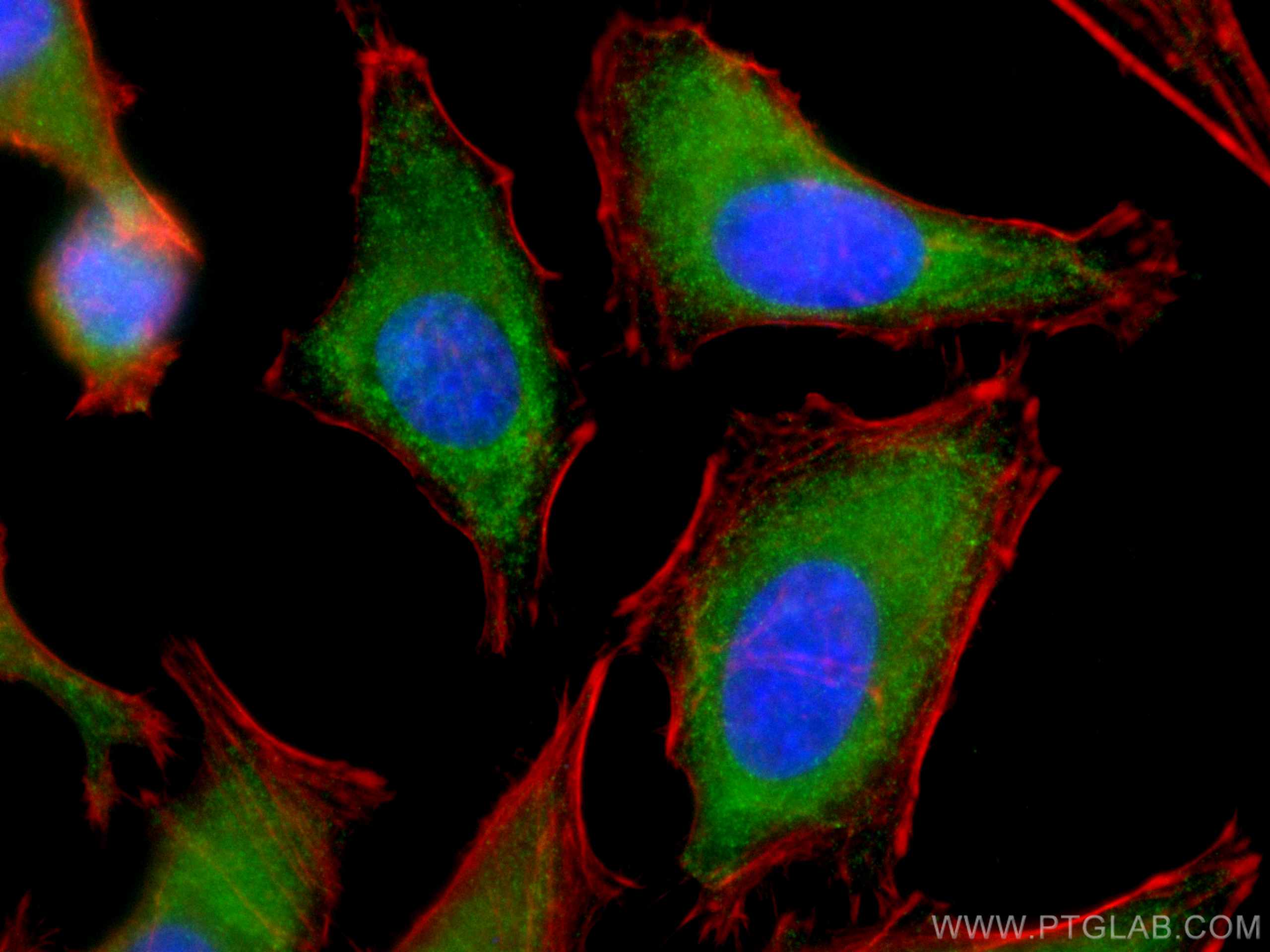 IF Staining of HeLa using CL488-66192