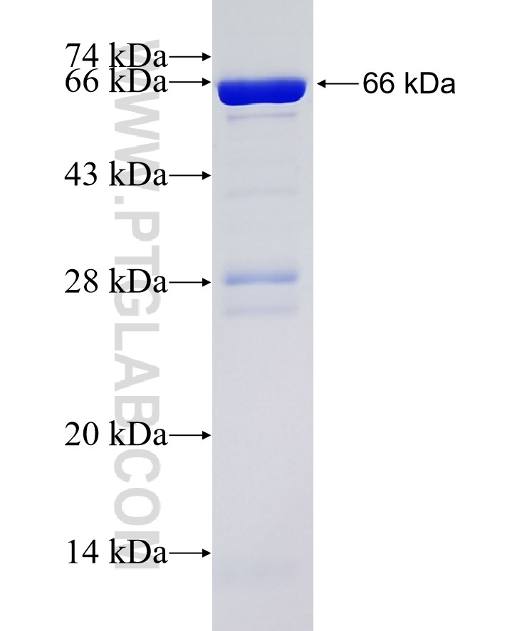 ERK1/2 fusion protein Ag1759 SDS-PAGE