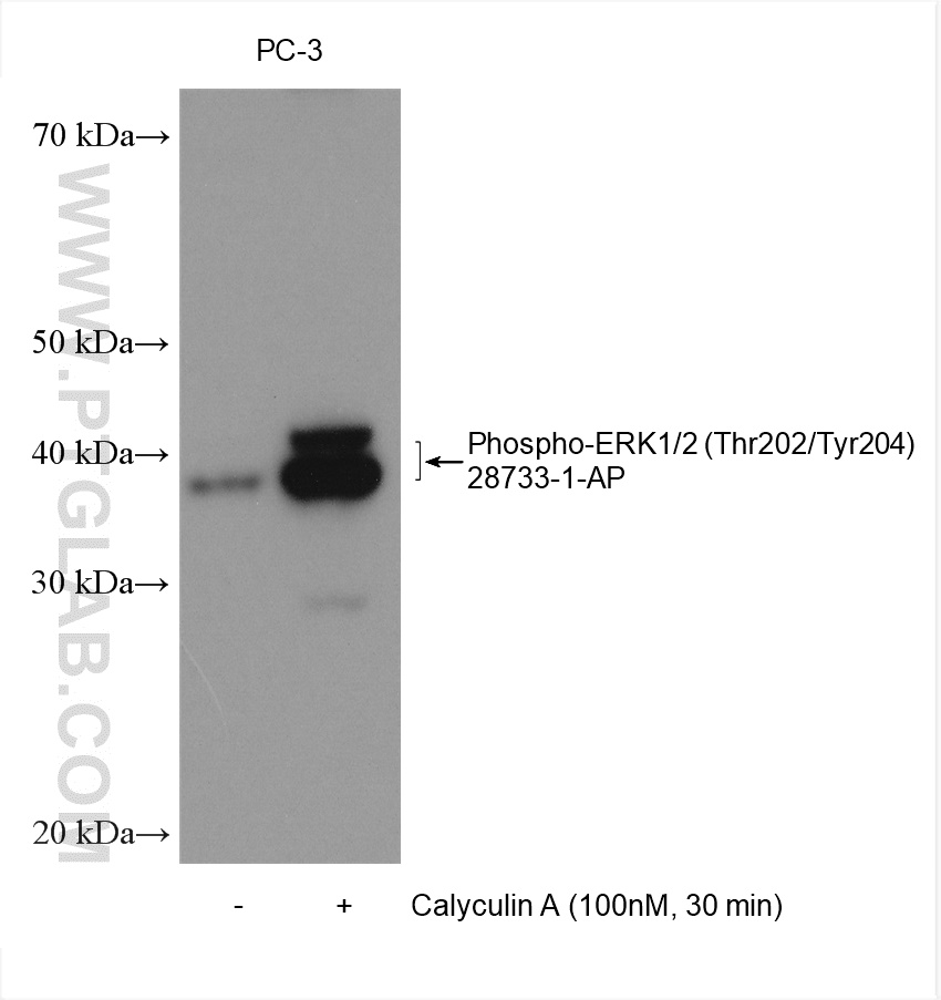 WB analysis using 28733-1-AP