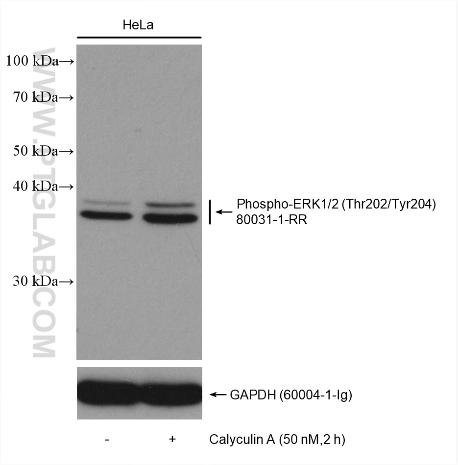 WB analysis using 80031-1-RR