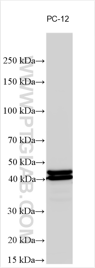 WB analysis using 11257-1-AP