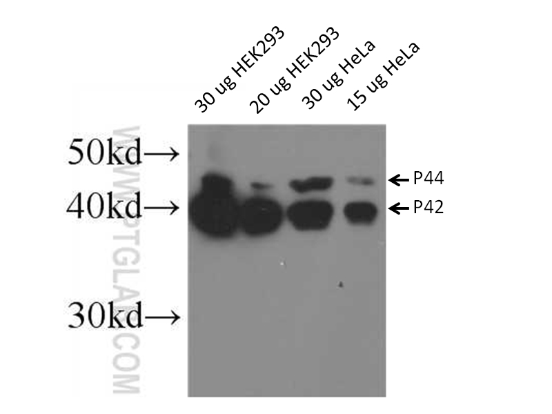 ERK1/2 Polyclonal antibody