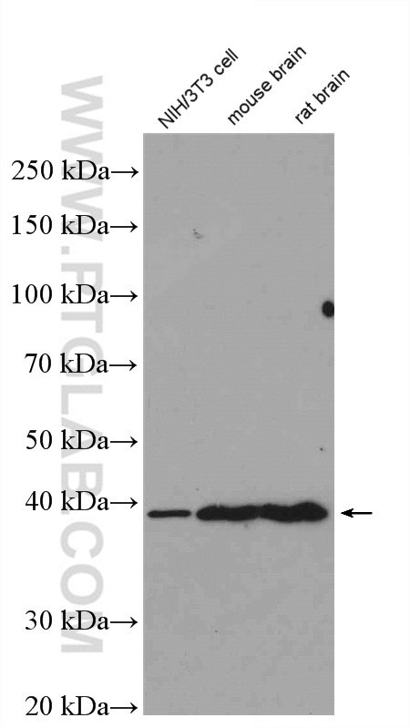 WB analysis of NIH/3T3 using 16443-1-AP