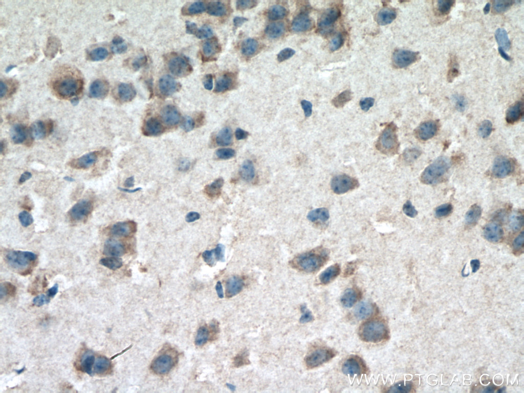 IHC staining of mouse brain using 66605-1-Ig (same clone as 66605-1-PBS)