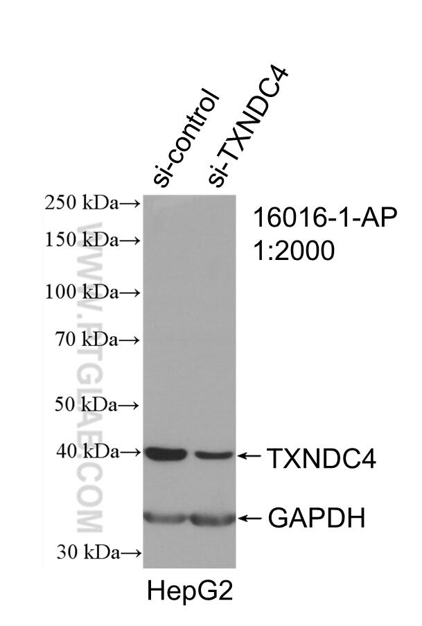 WB analysis of HepG2 using 16016-1-AP