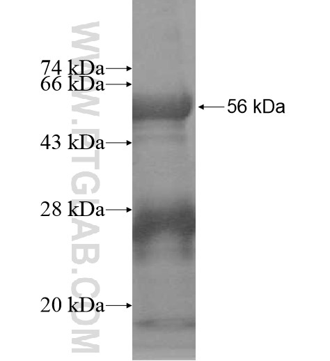 ERRa fusion protein Ag12032 SDS-PAGE