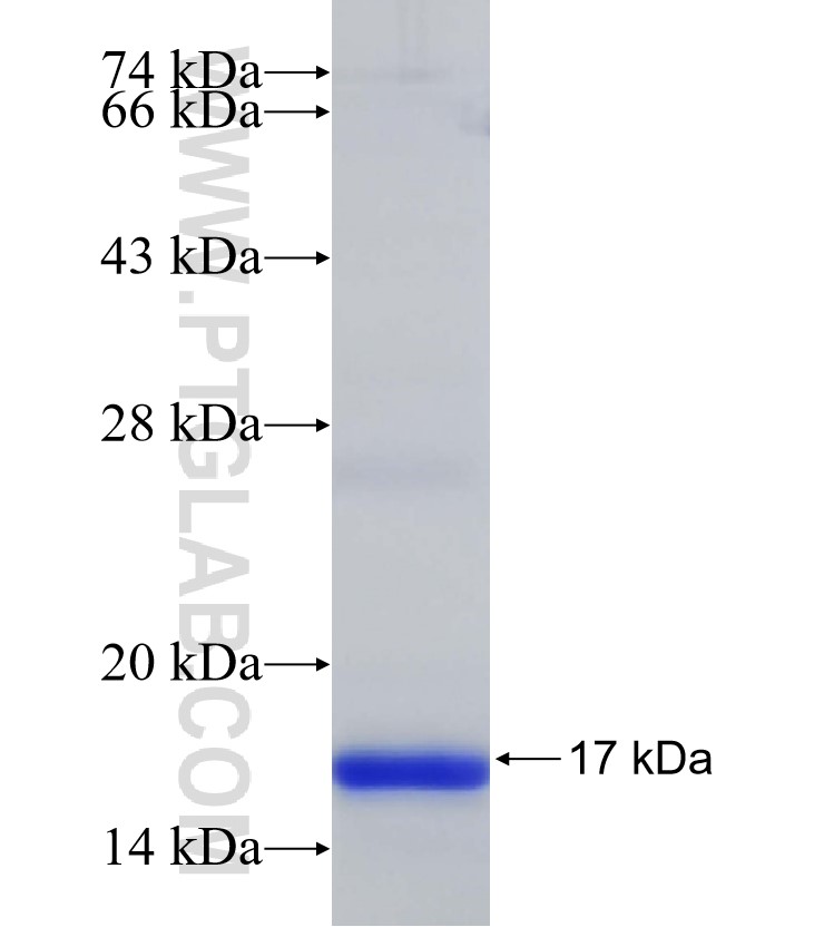 ERV3-1 ERV3 fusion protein Ag31235 SDS-PAGE