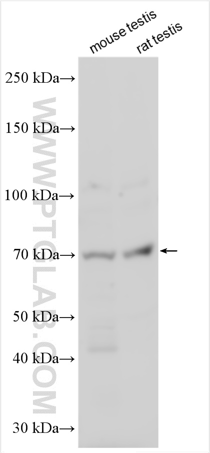 WB analysis using 23172-1-AP