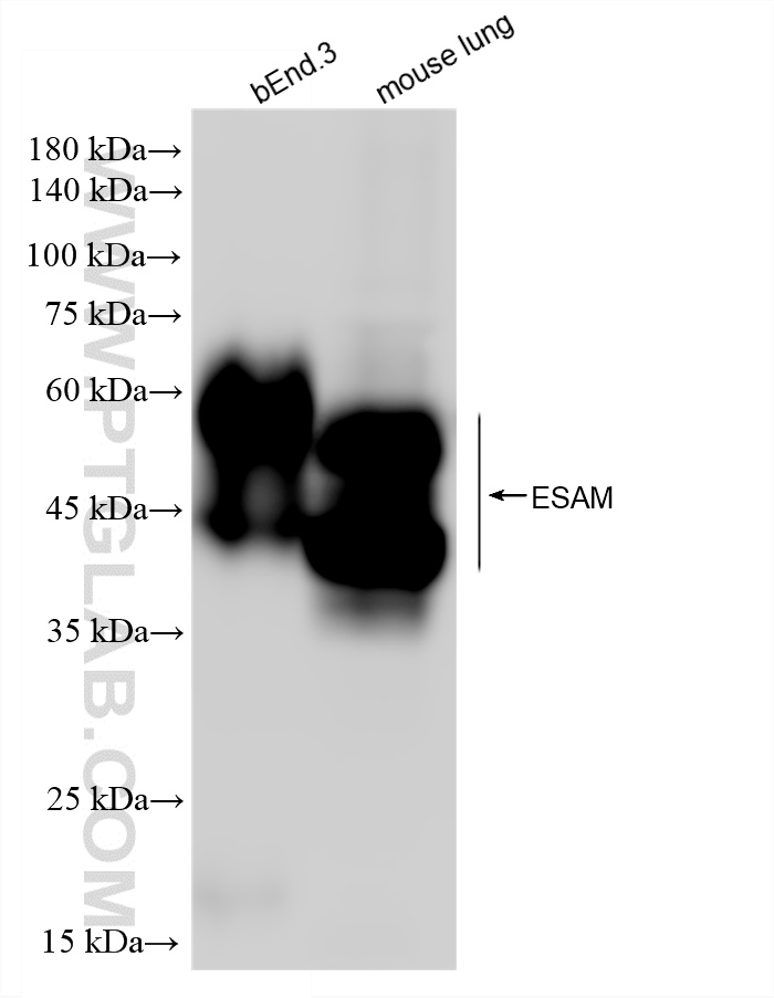 Various lysates were subjected to SDS PAGE followed by western blot with 87684-1-RR (ESAM antibody) at dilution of 1:1000 incubated at room temperature for 1.5 hours. WB analysis using 87684-1-RR