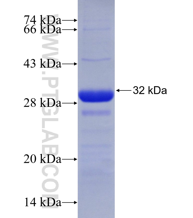 ESAM fusion protein Ag30233 SDS-PAGE