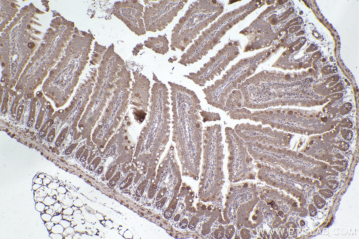 IHC staining of mouse small intestine using 29821-1-AP