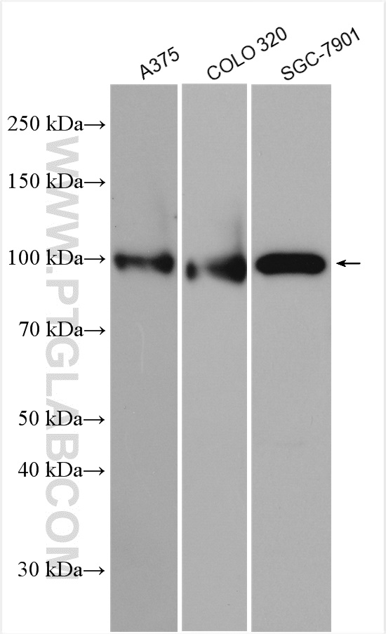 WB analysis using 29821-1-AP