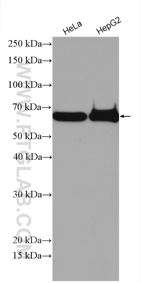 WB analysis using 23525-1-AP