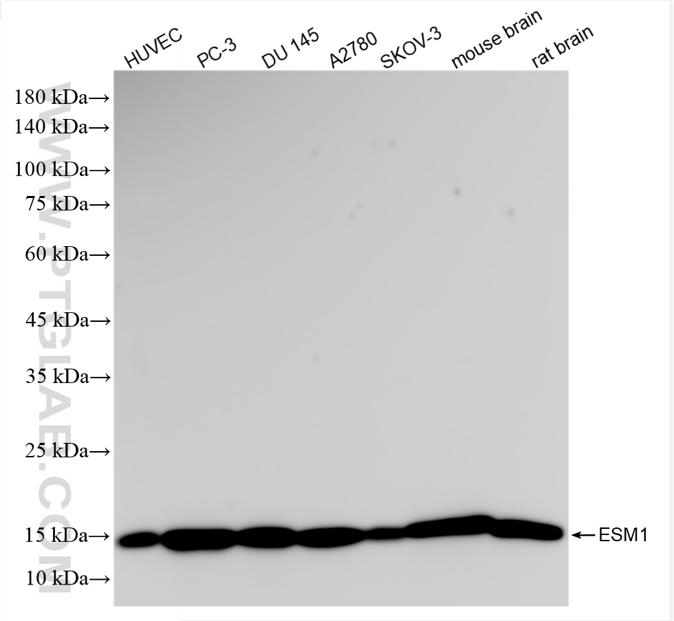 WB analysis using 86027-1-RR