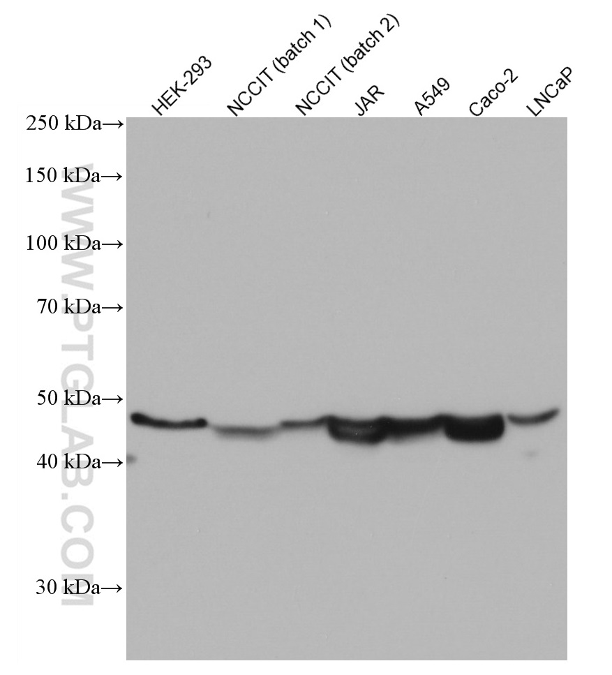 WB analysis using 66818-1-Ig