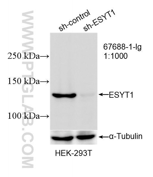 WB analysis of HEK-293T using 67688-1-Ig (same clone as 67688-1-PBS)