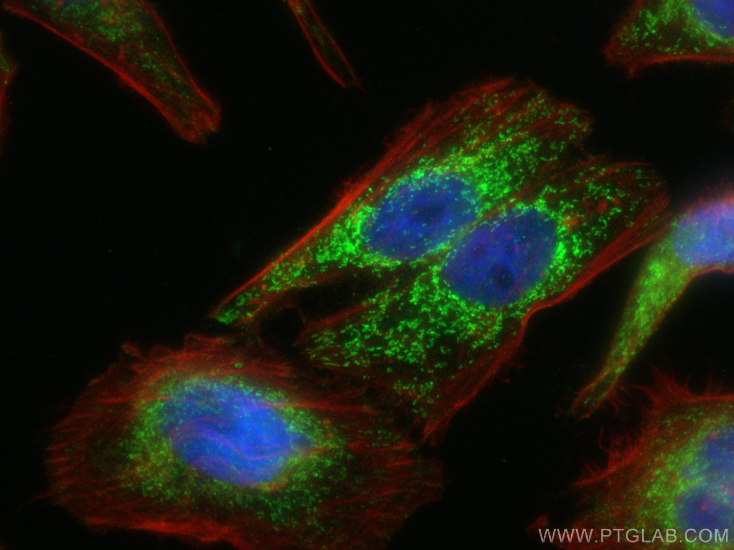 IF Staining of HepG2 using 67661-1-Ig