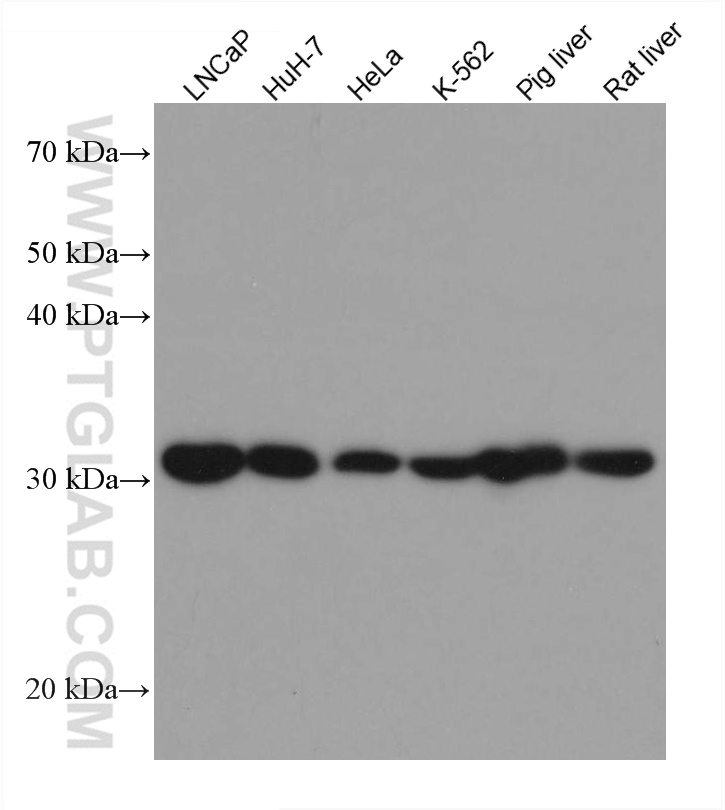 WB analysis using 67661-1-Ig