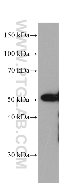 WB analysis of HepG2 using 66598-1-Ig