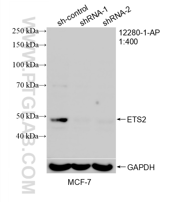 WB analysis of MCF-7 using 12280-1-AP WB analysis of MCF-7 using 12280-1-AP